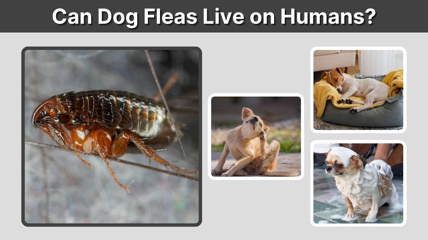 Can Dog Fleas Live on Humans? Risks, Bites, and Treatment