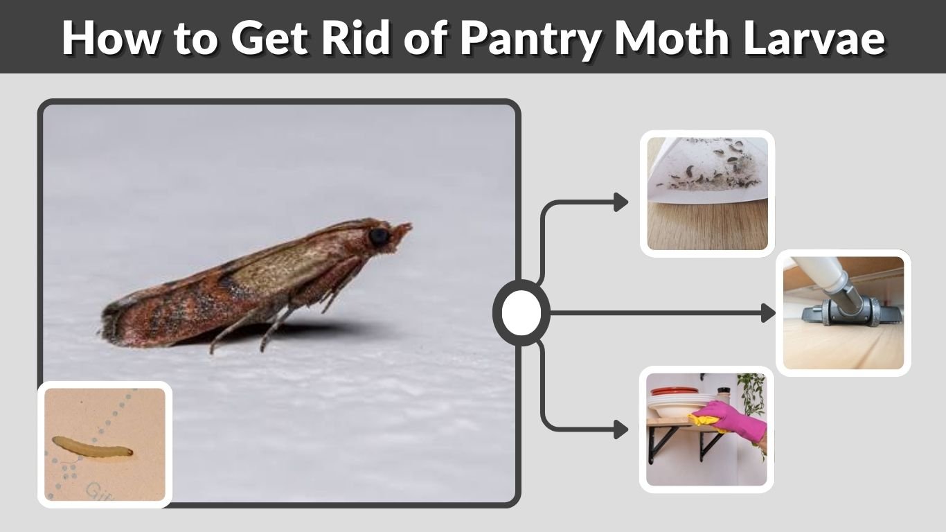 How to Get Rid of Pantry Moth Larvae: A Practical Home Guide