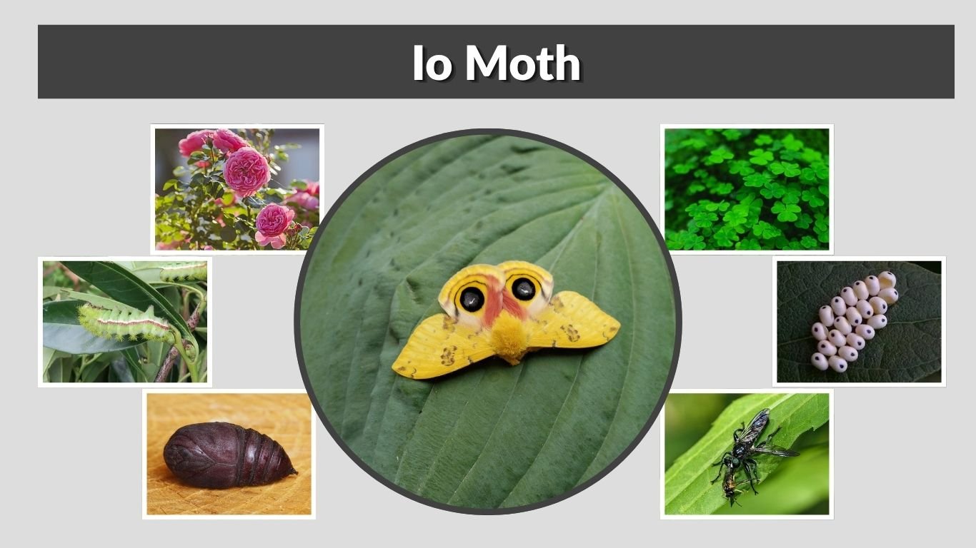 Io Moth: Caterpillar Sting, Life Cycle, Habitat & Facts