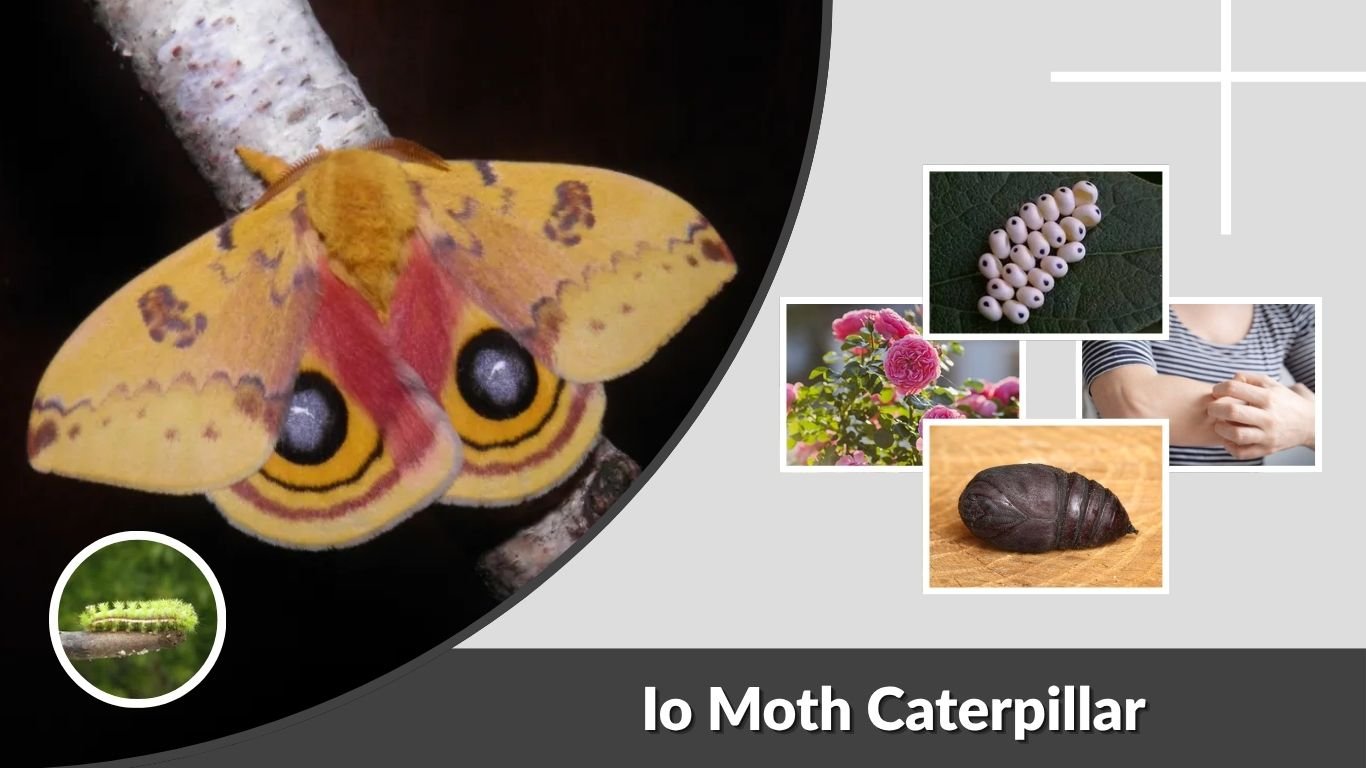 Io Moth Caterpillar: Sting, Diet, Life Cycle & Facts