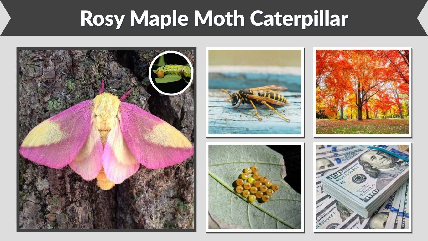 Rosy Maple Moth Caterpillar: Identification, Diet & Life Cycle