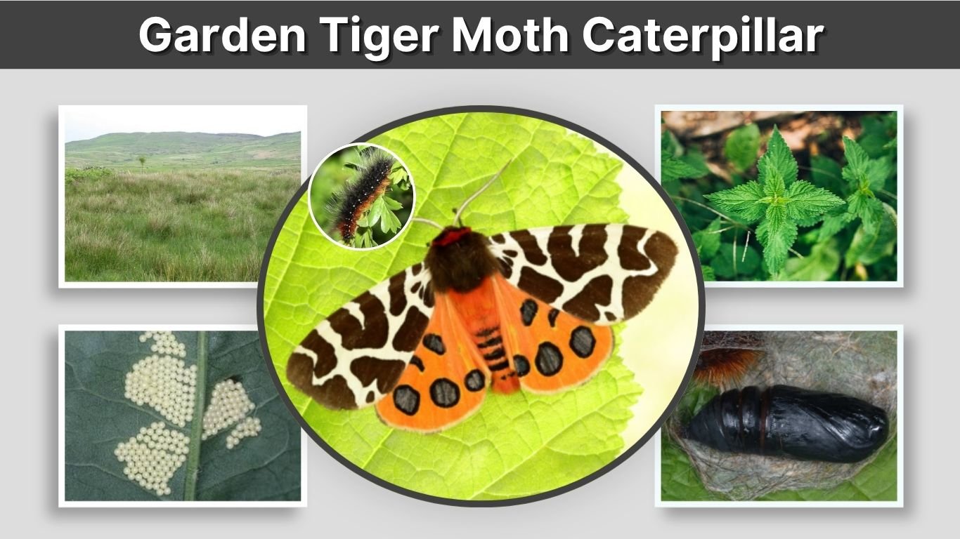 Garden Tiger Moth Caterpillar: Diet, Sting and Life Cycle