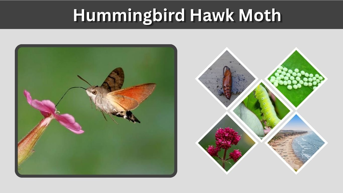 Hummingbird Hawk Moth: Size, Caterpillar, Habitat & Facts