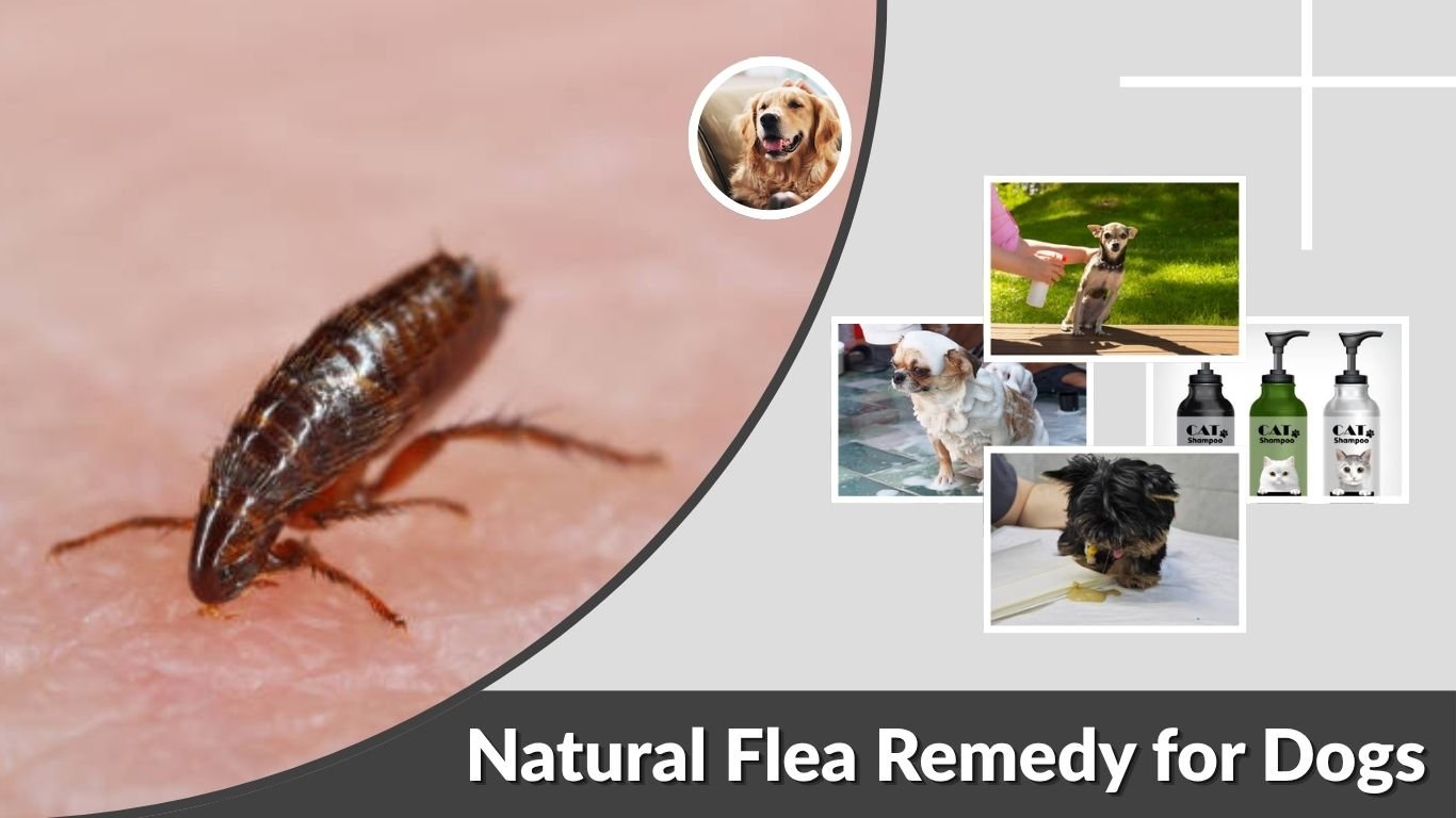 Natural Flea Remedy for Dogs: Safe Treatment and Prevention
