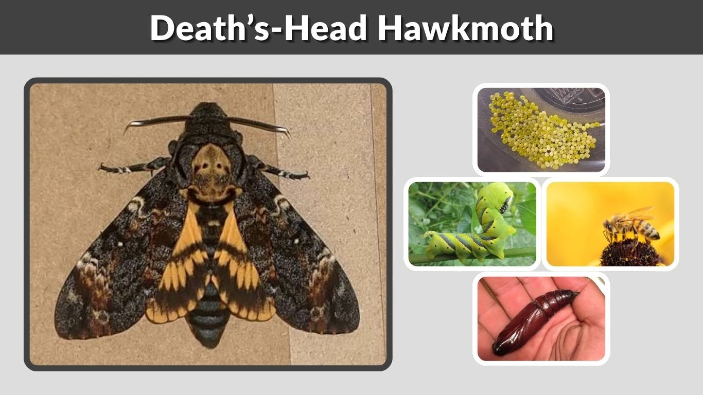 Death’s-Head Hawkmoth: Caterpillar, Size, Diet & Facts