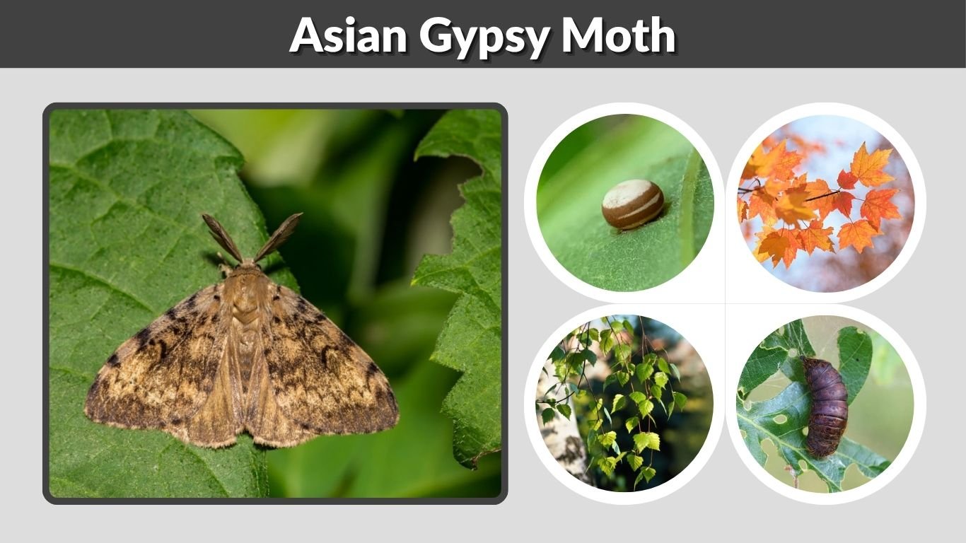 Asian Gypsy Moth: Identification, Damage & Life Cycle