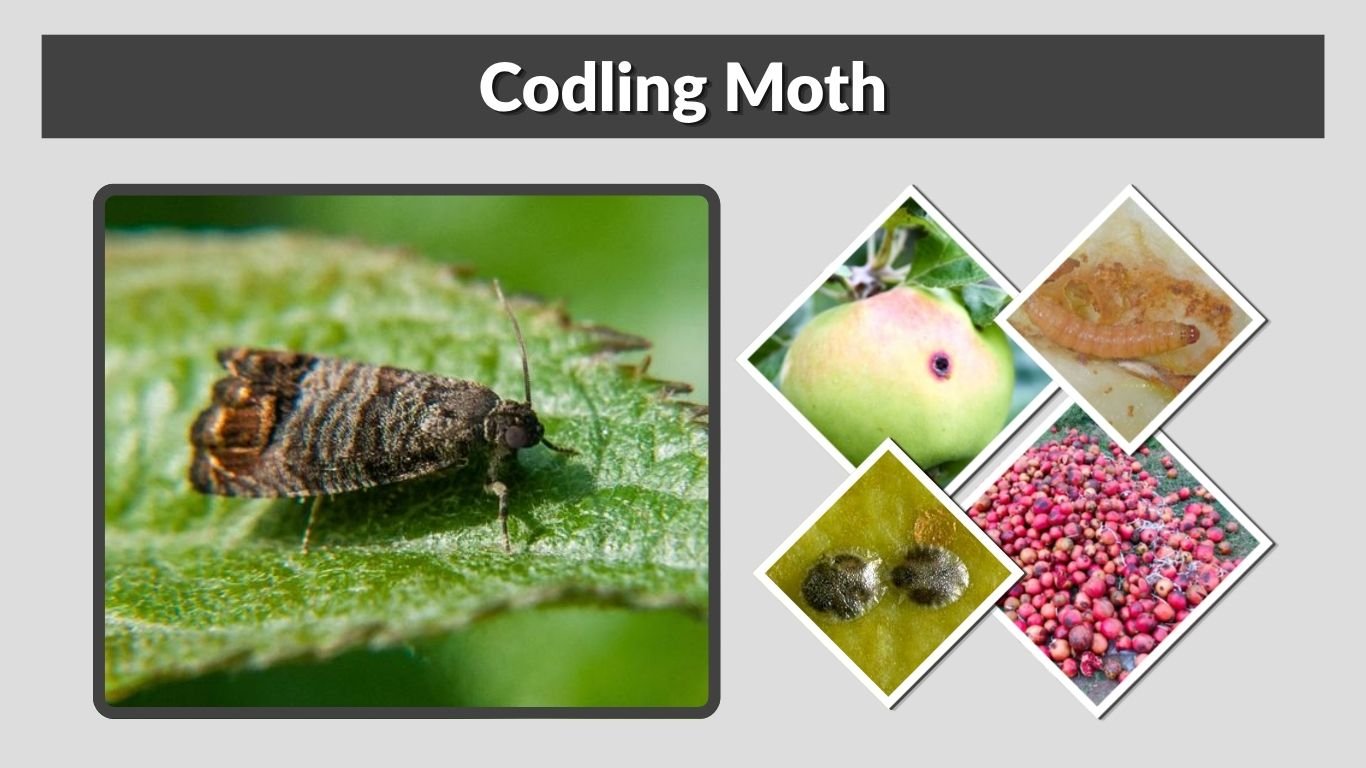 Codling Moth: Identification, Damage, Life Cycle & Control