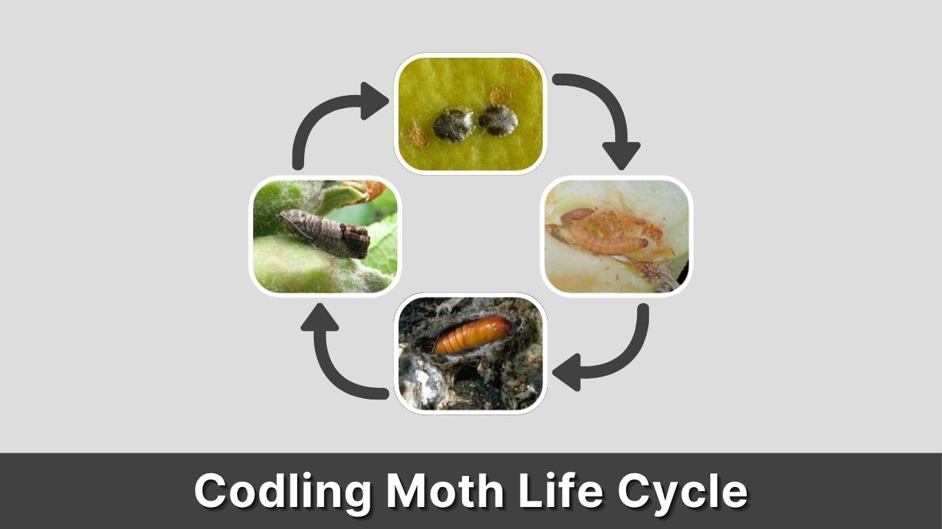 Codling Moth Life Cycle: 4 Stages, Lifespan & Control