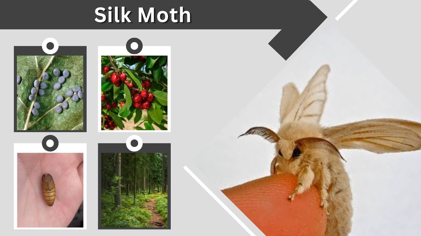 Silk Moth: Identification, Life Cycle, Types and Facts