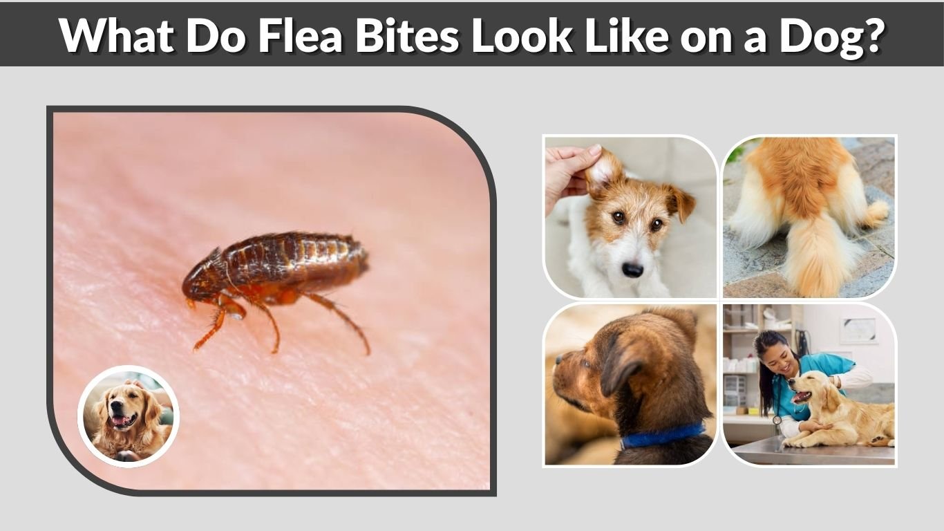 What Do Flea Bites Look Like on a Dog? Signs and Treatment