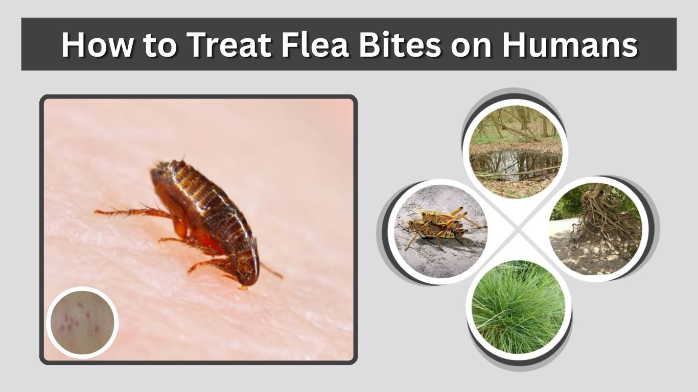 How to Treat Flea Bites on Humans: Relief and Prevention