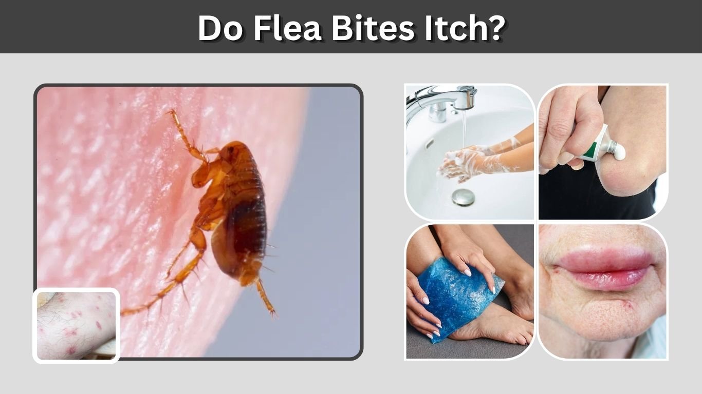 Do Flea Bites Itch? Causes, Duration, and Fast Relief
