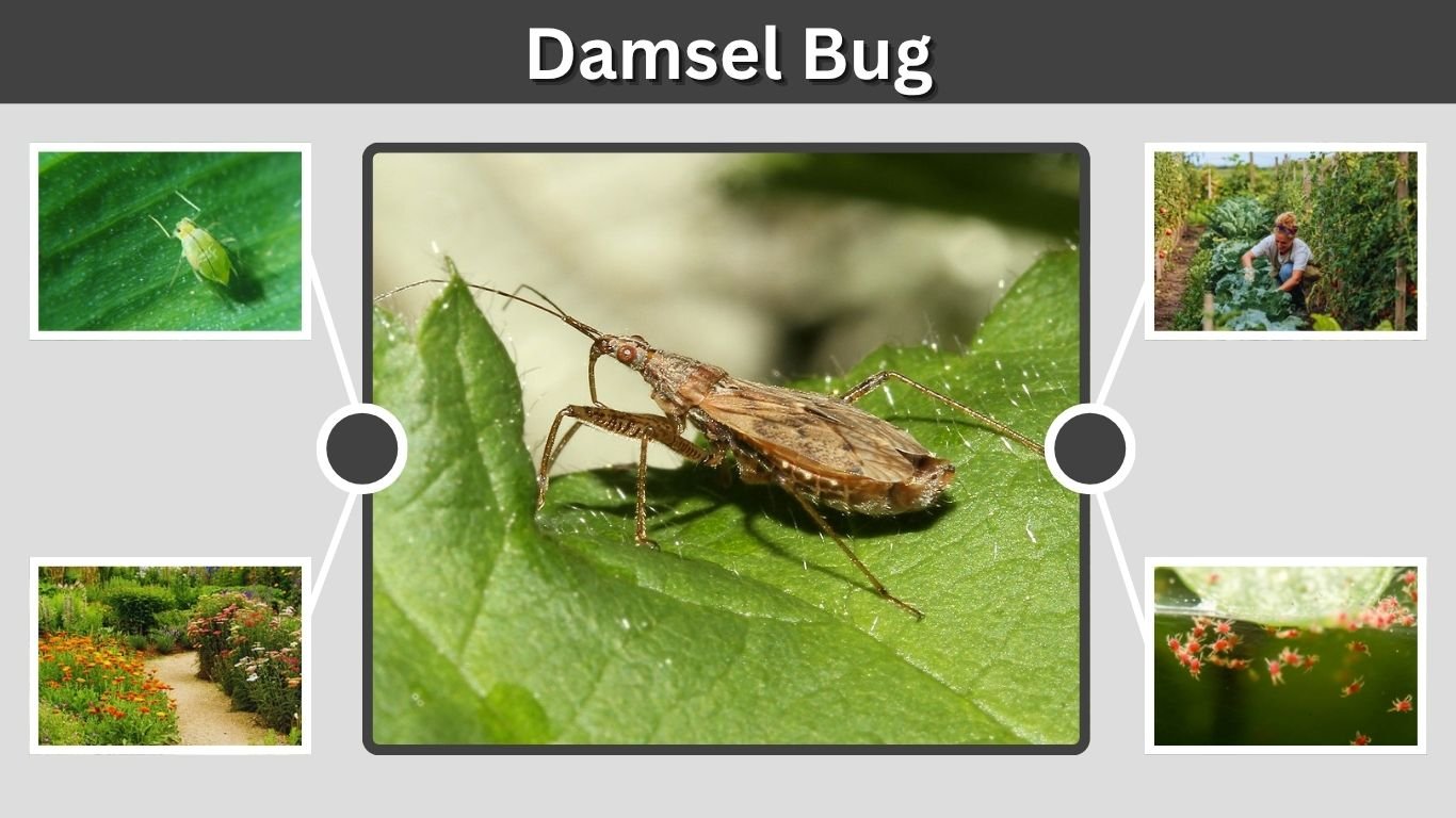 Damsel Bug: Identification, Habitat, Diet, and Bites