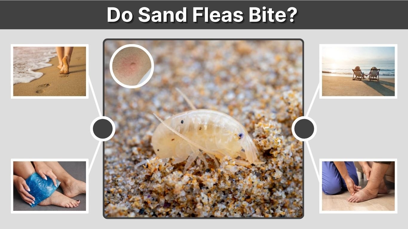 Do Sand Fleas Bite? Symptoms, Treatment, and Prevention