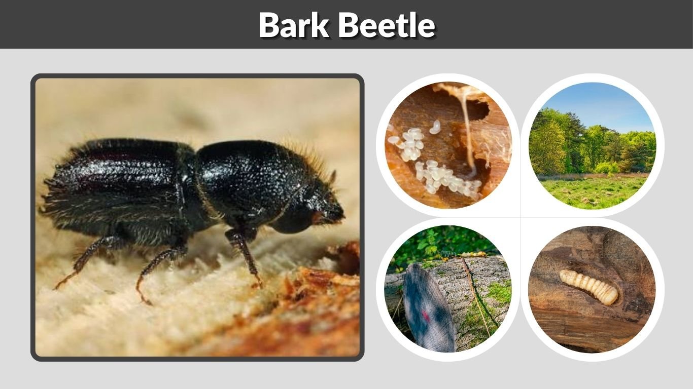 Bark Beetle: Size, Larvae, Bite, Diet, Habitat, Life Cycle, and Identification
