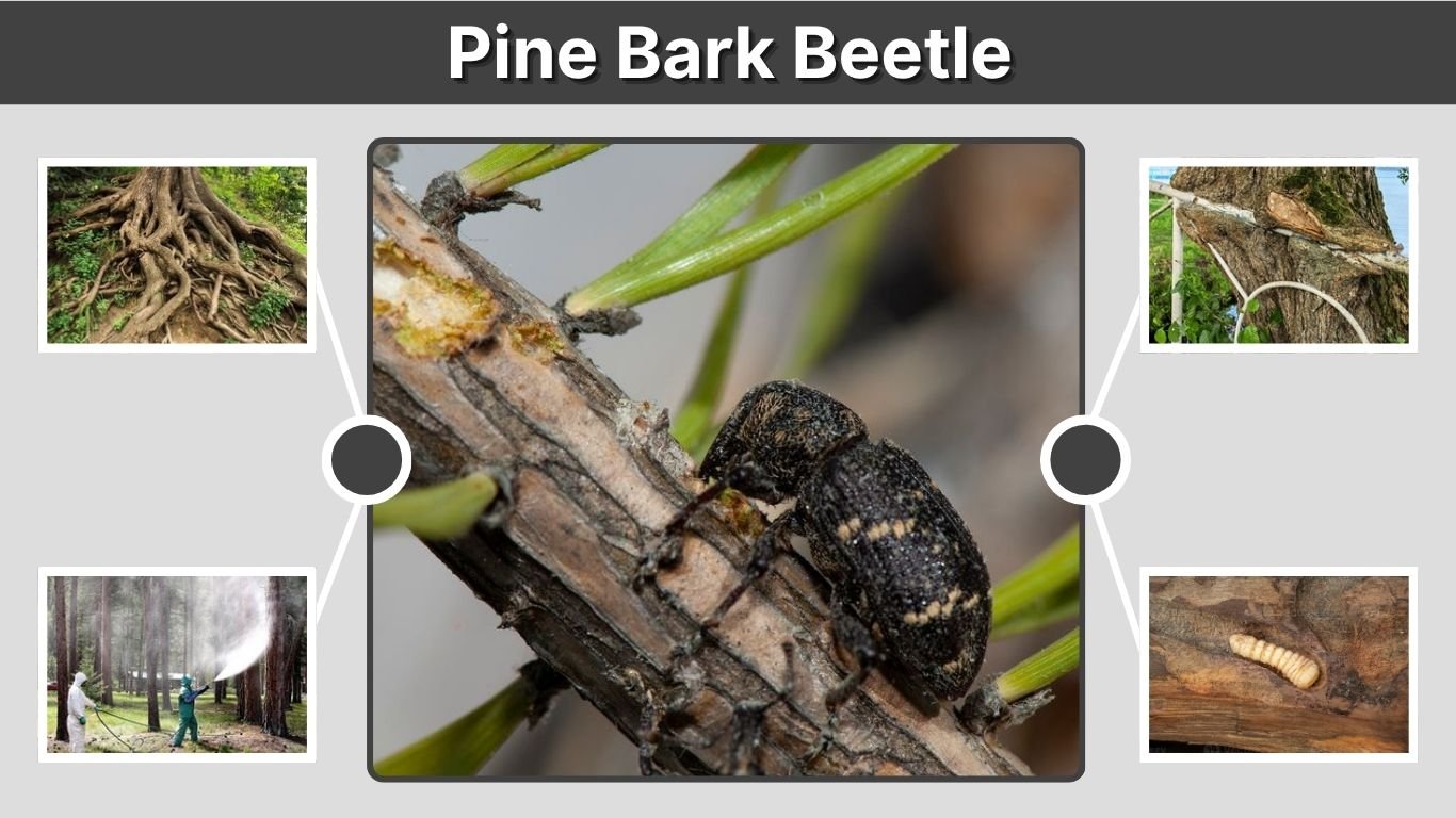 Pine Bark Beetle: Signs, Damage, Larvae, Treatment, and Control