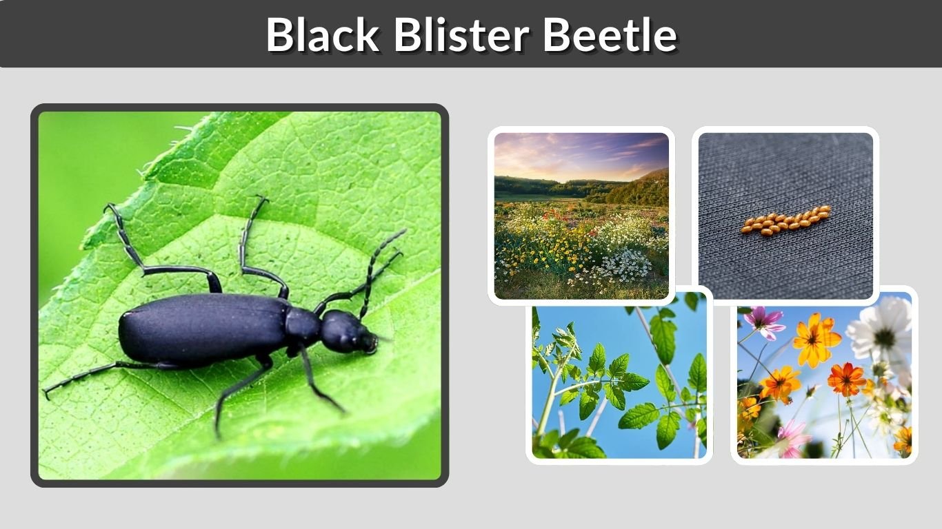 Black Blister Beetle: Identification, Bite, Size, Diet & Control