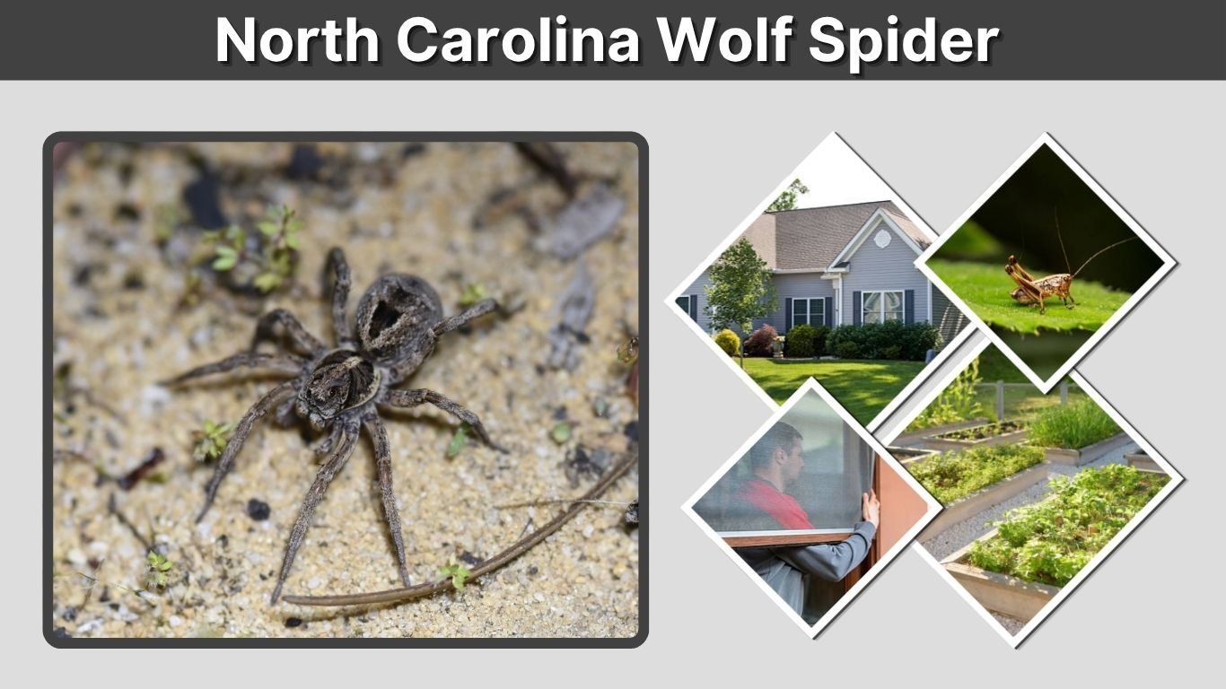 North Carolina Wolf Spider: Size, Bite, Habitat and Facts