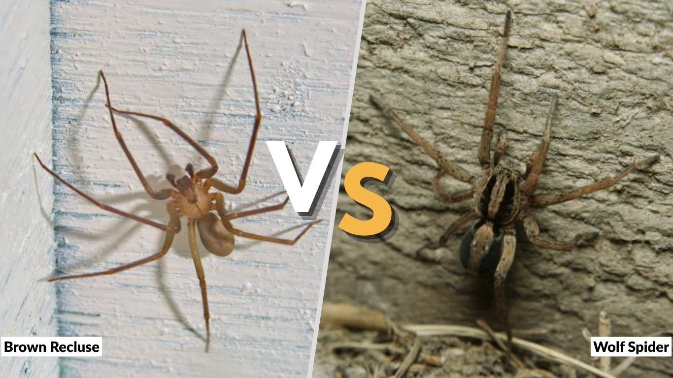 Brown Recluse vs Wolf Spider: How to Tell Them Apart