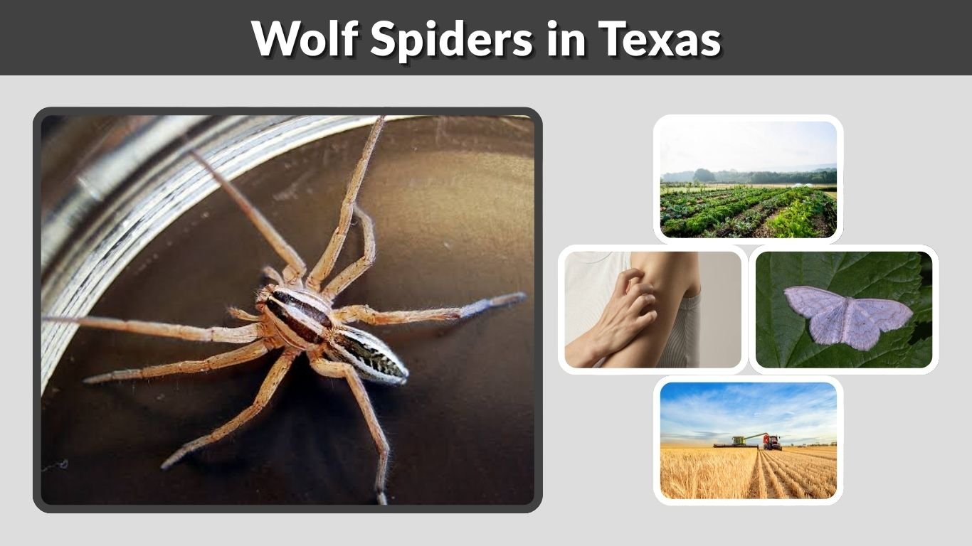 Wolf Spiders in Texas: Size, Bite, Species and Facts