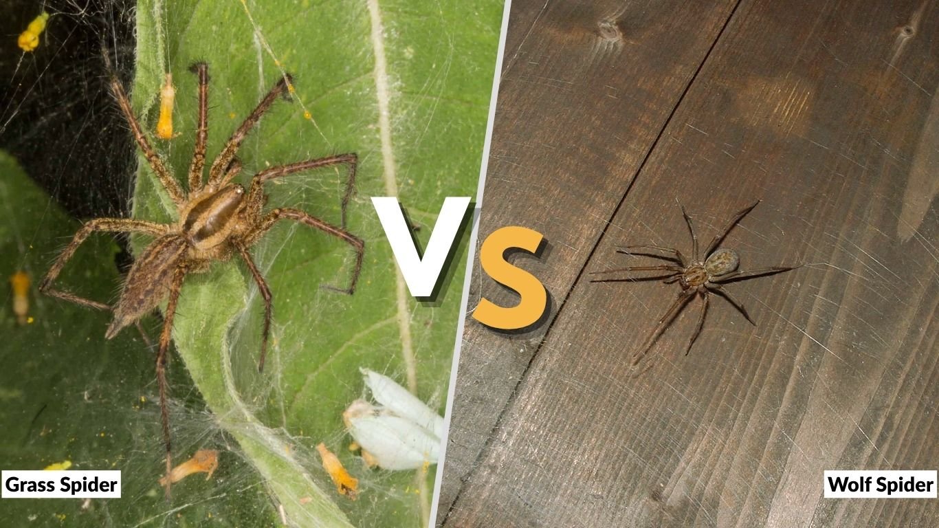 Grass Spider vs Wolf Spider: Differences, Size and Bite