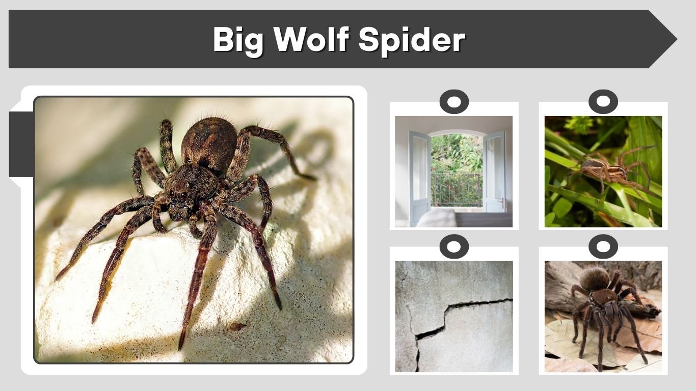 Big Wolf Spider: How Big Can a Wolf Spider Get?
