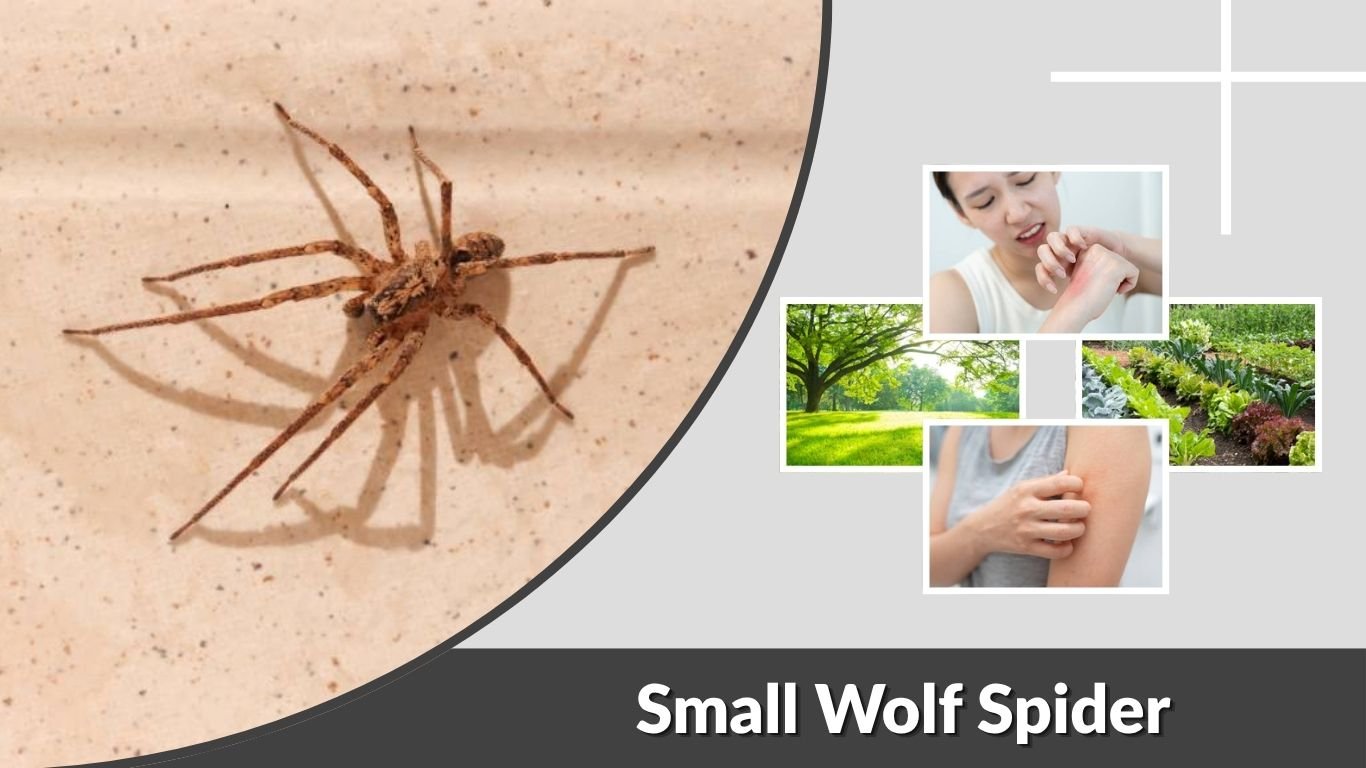 Small Wolf Spider: Size, Identification, Bites and Facts