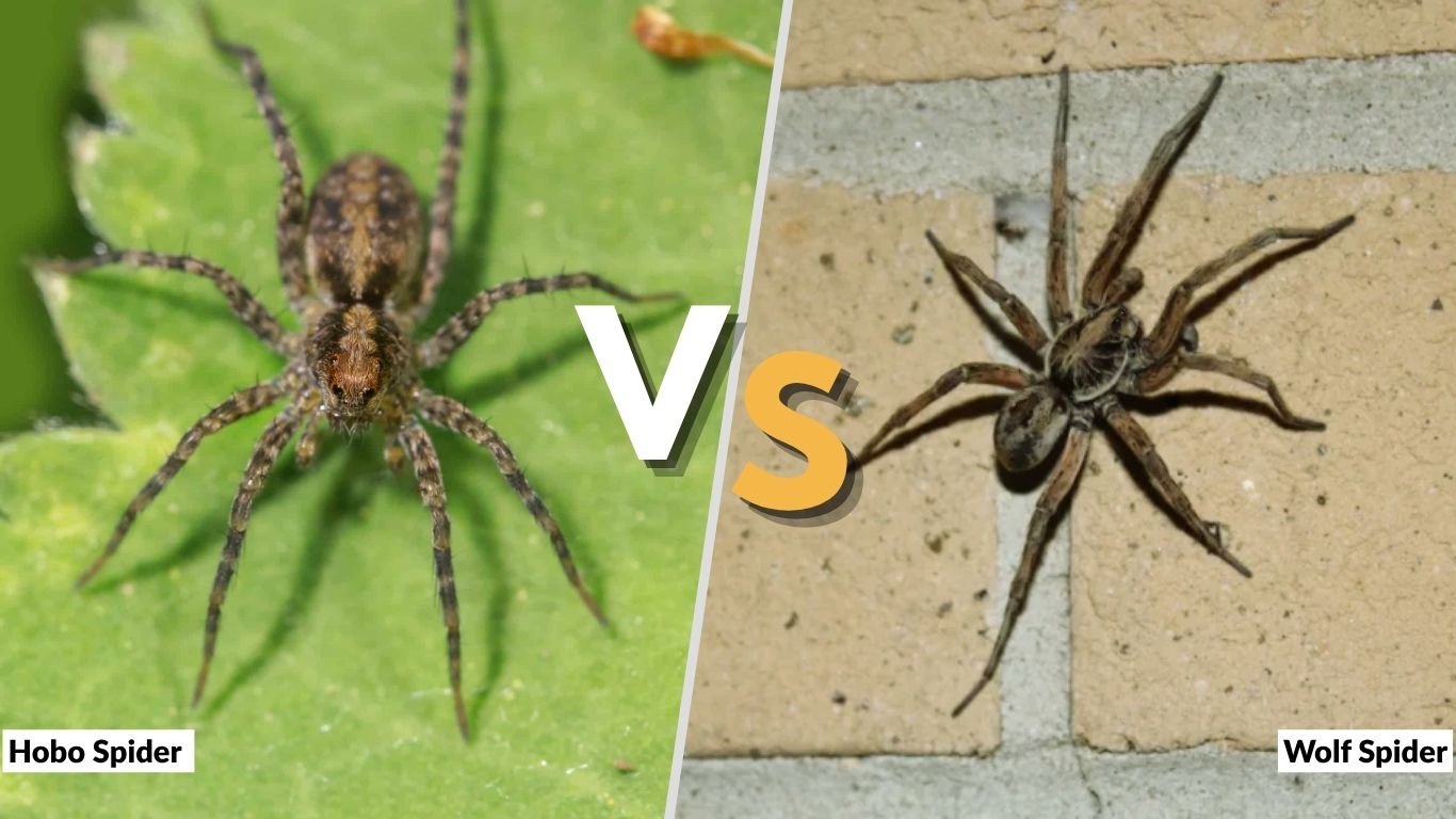 Hobo Spider vs Wolf Spider: How to Tell the Difference