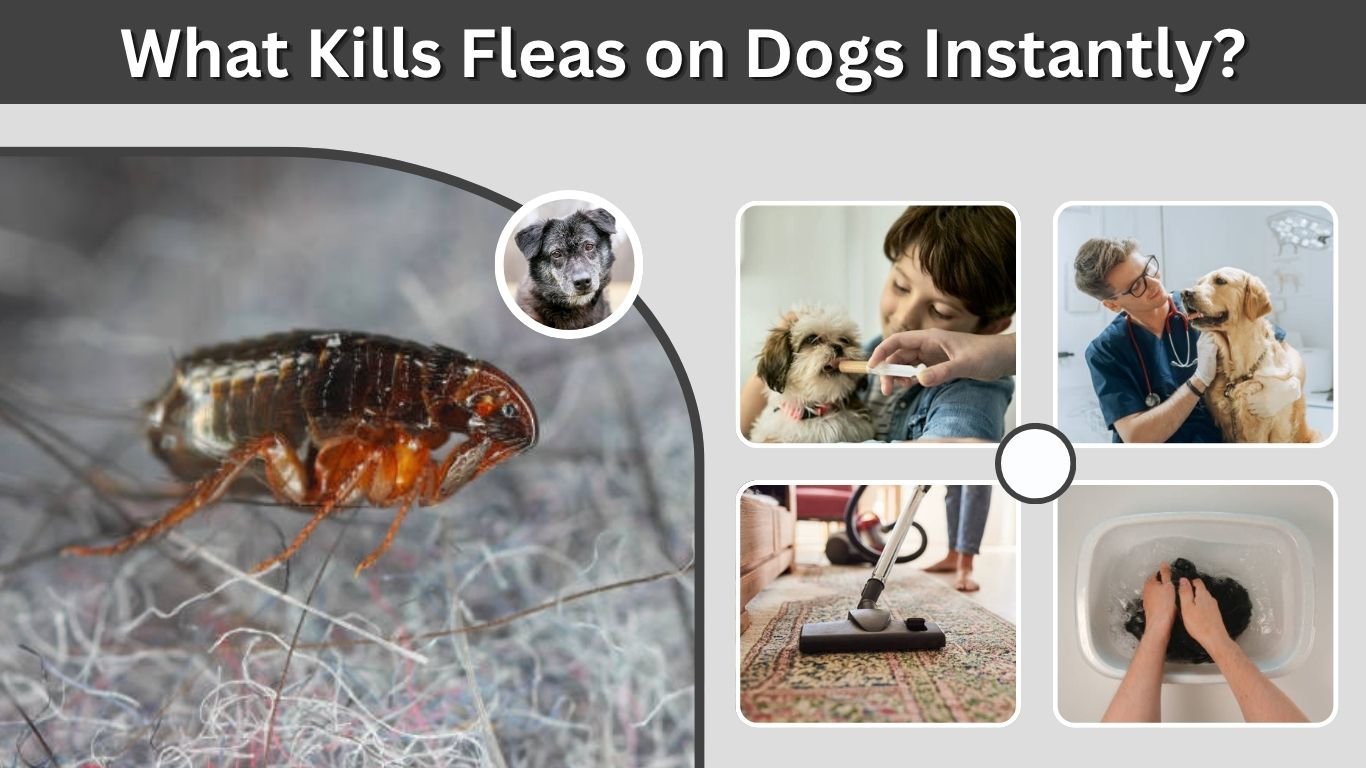 What Kills Fleas on Dogs Instantly? Safe and Fast Solutions
