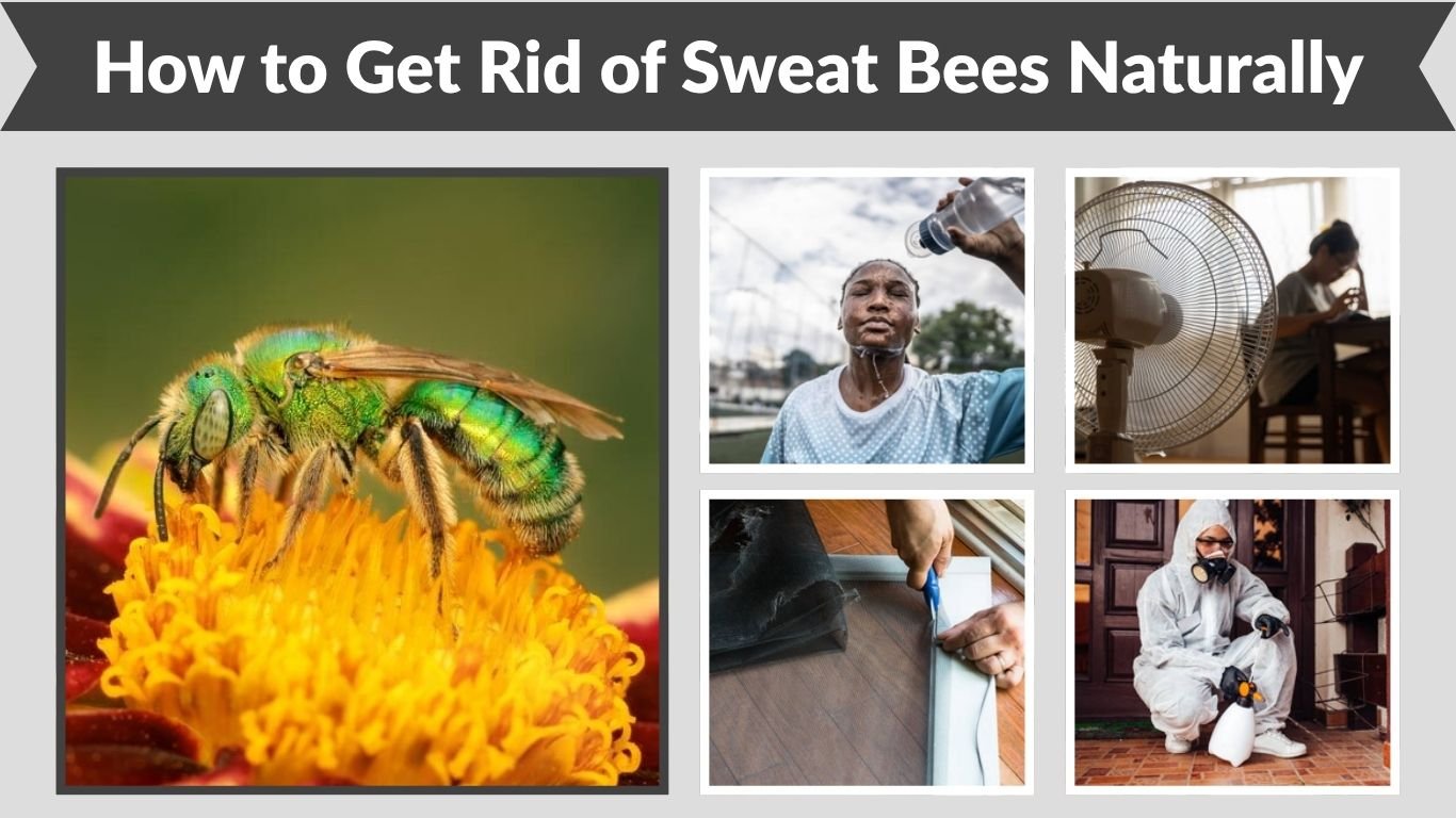 How to Get Rid of Sweat Bees Naturally, Safely, and Fast