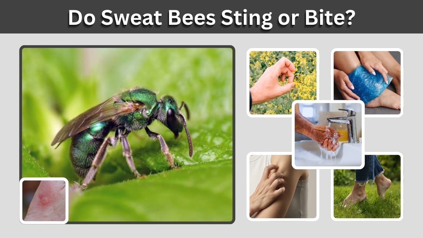 Do Sweat Bees Sting or Bite? Pain, Risk, and Treatment