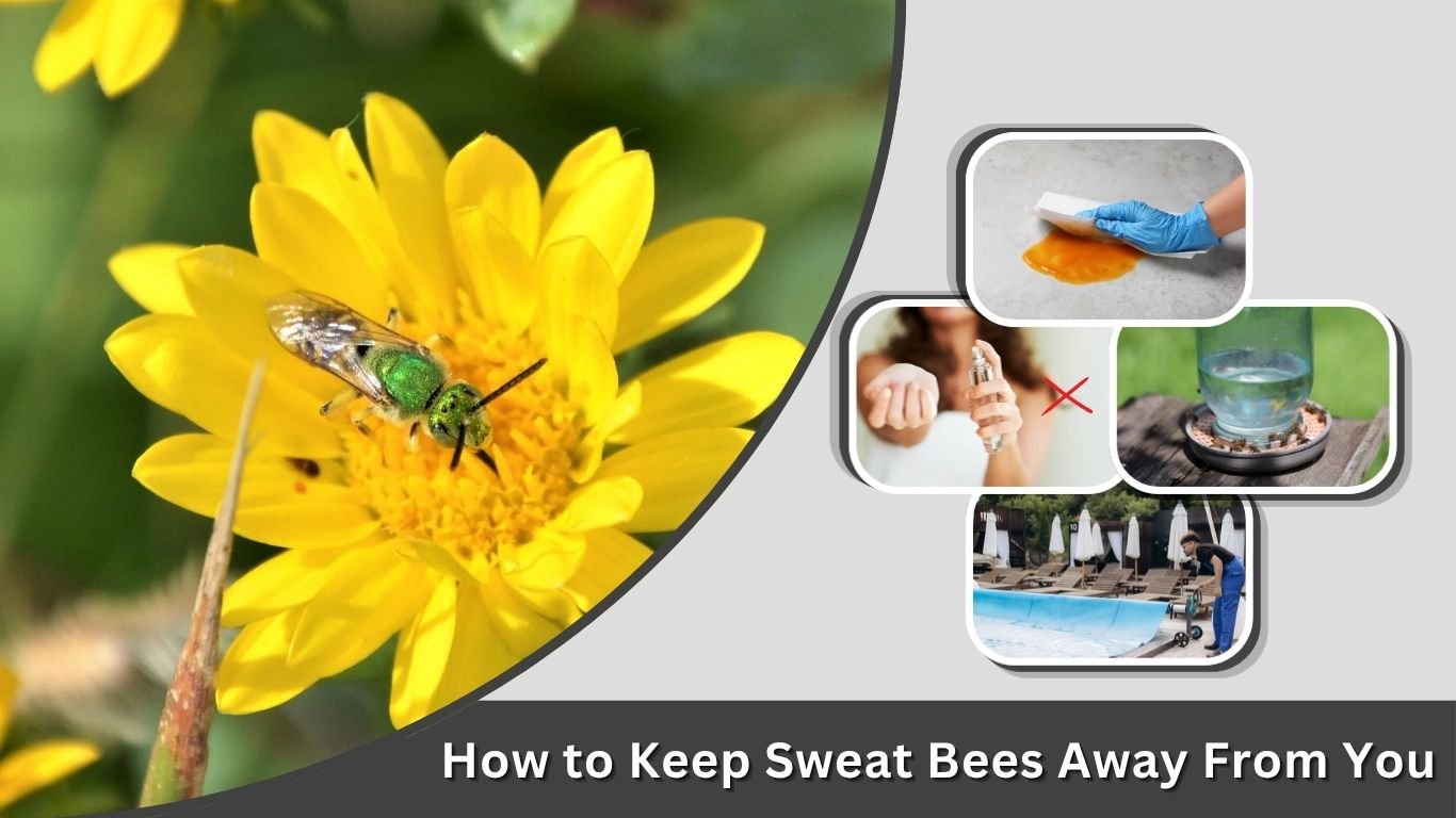 How to Keep Sweat Bees Away From You, Pools, and Patios