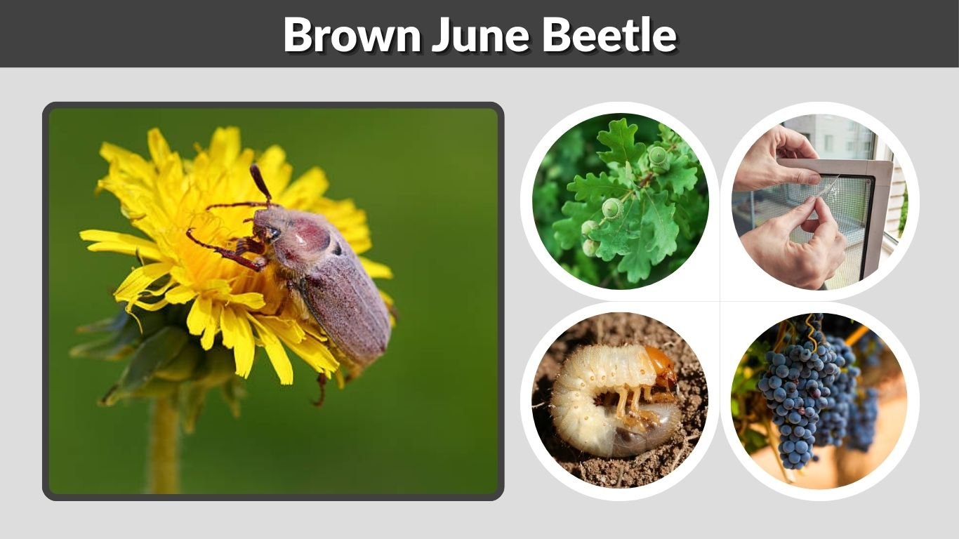 Brown June Beetle: Identification, Life Cycle, Bite, and Control