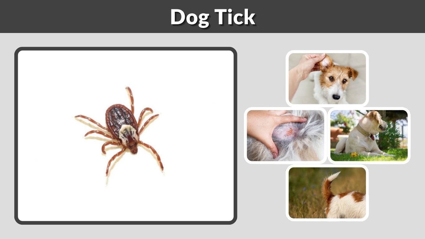 Dog Tick: Identification, Removal, Bites & Prevention