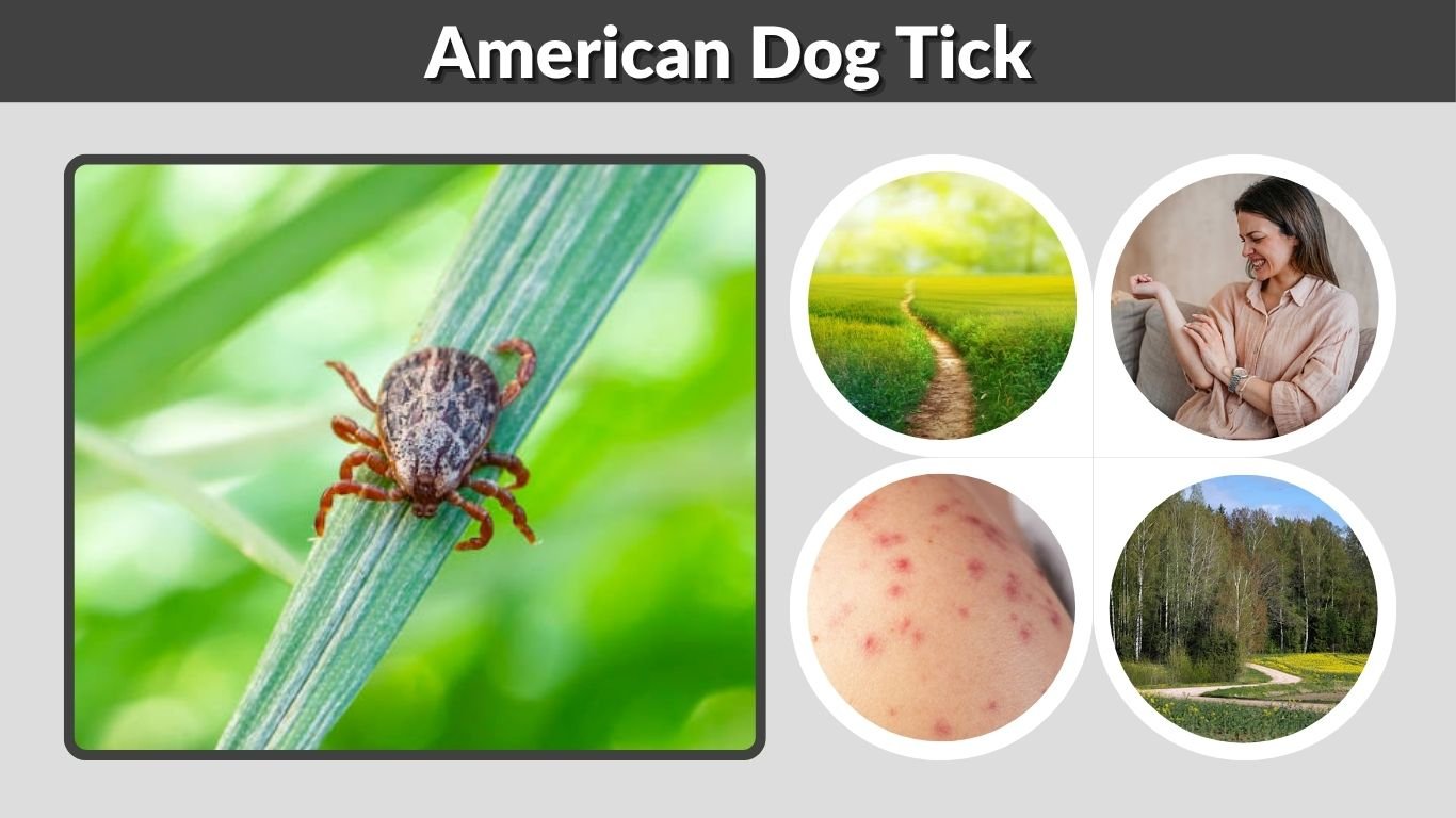 American Dog Tick: Identification, Bites & Diseases