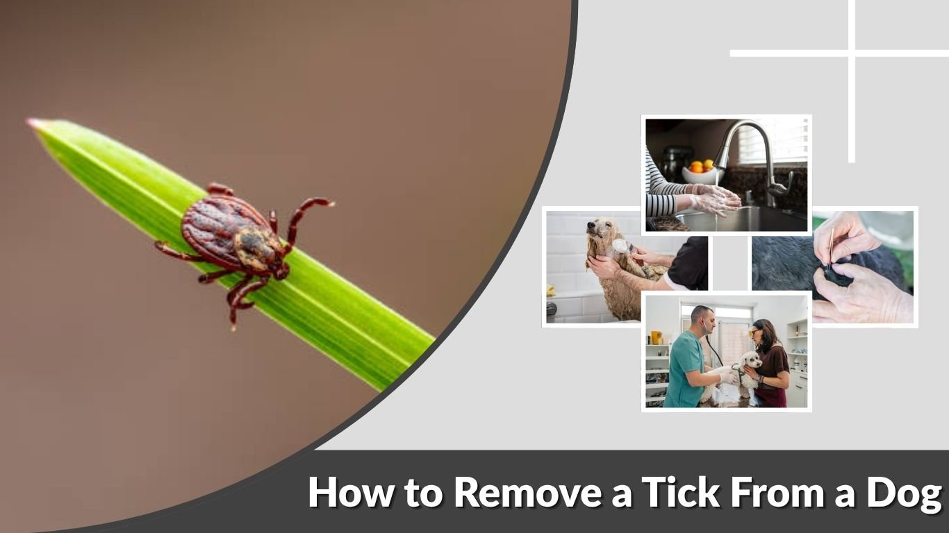 How to Remove a Tick From a Dog: Step-by-Step Guide