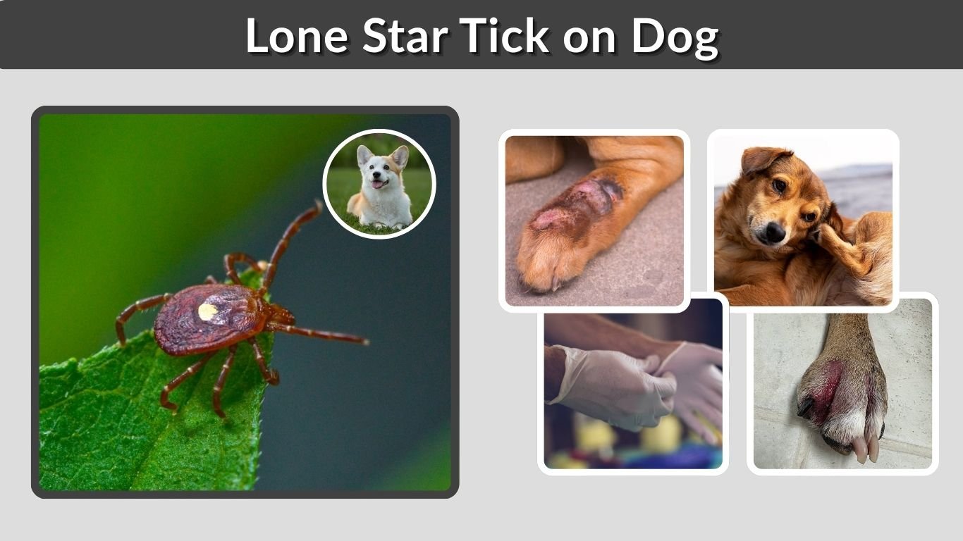 Lone Star Tick on Dog: Symptoms, Risks and Treatment
