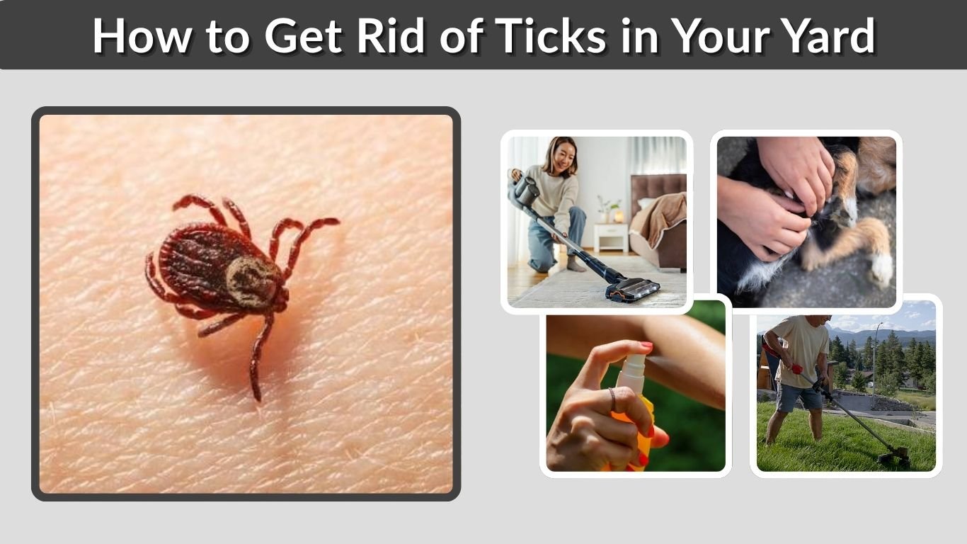 How to Get Rid of Ticks in Your Yard, House, and Pets