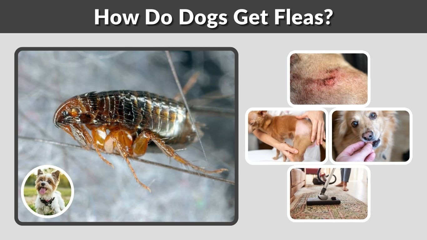 How Do Dogs Get Fleas? Causes, Treatment, and Prevention