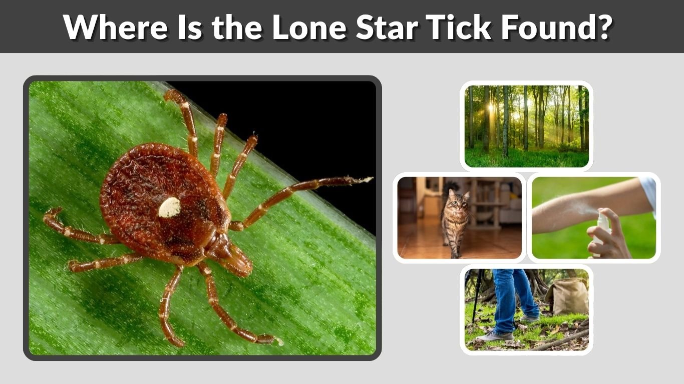 Where Is the Lone Star Tick Found? Range, Habitat & Map
