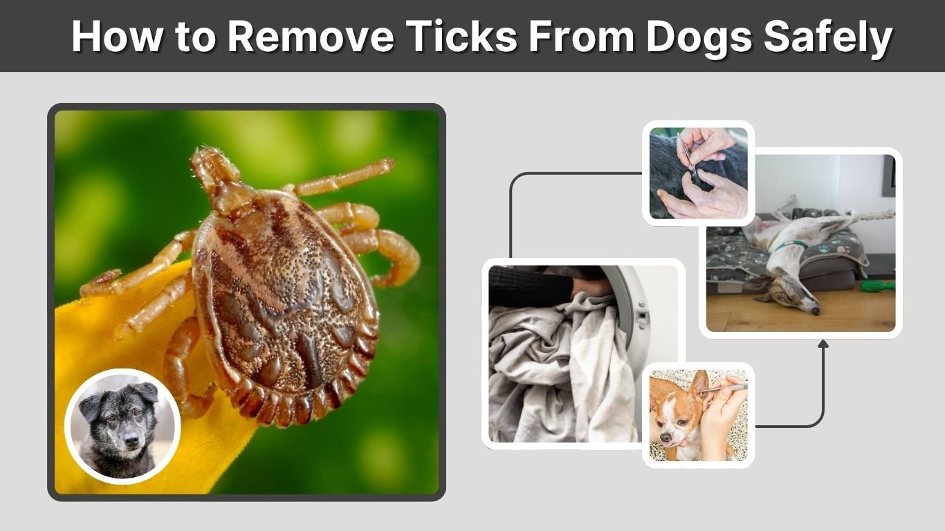 How to Remove Ticks From Dogs Safely: Step-by-Step Guide