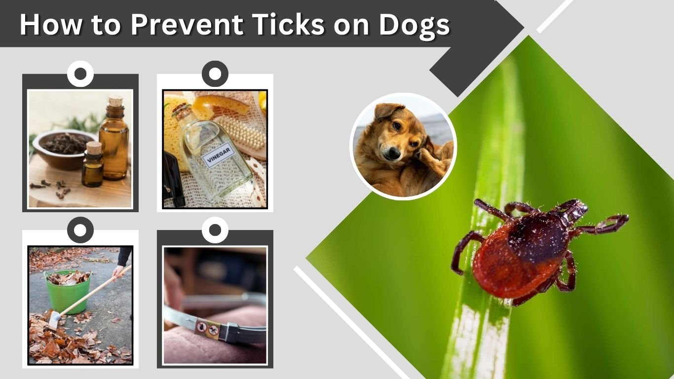 How to Prevent Ticks on Dogs: Safe and Effective Methods