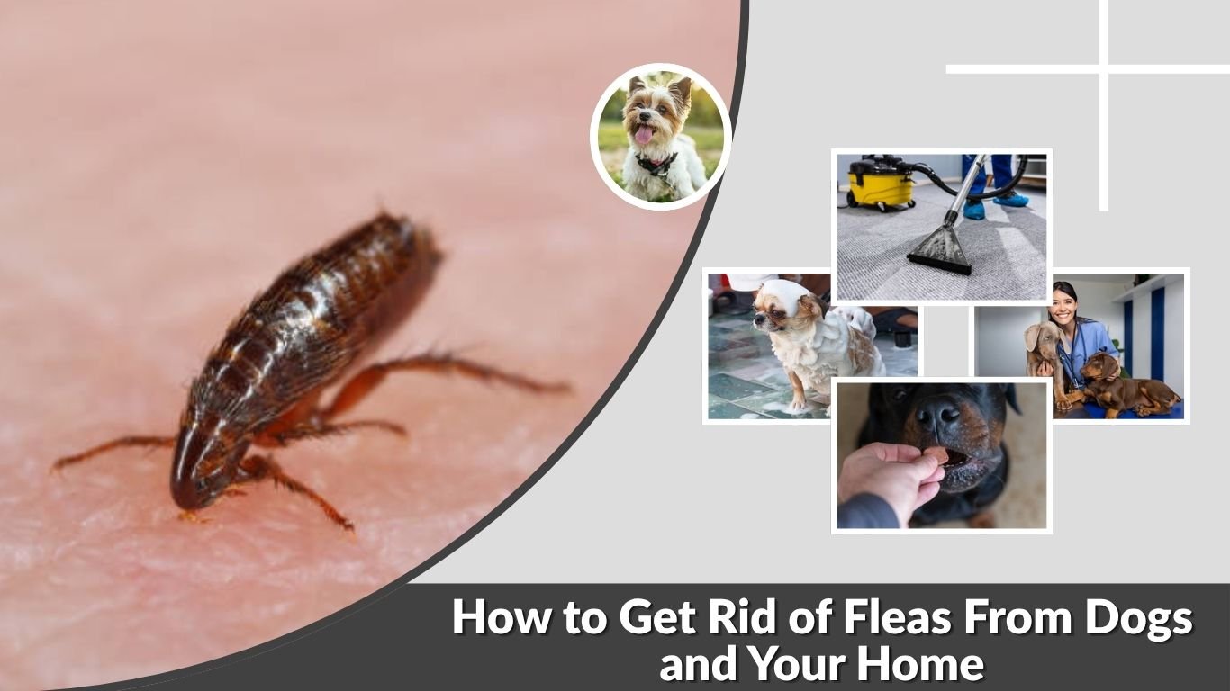 How to Get Rid of Fleas From Dogs and Your Home