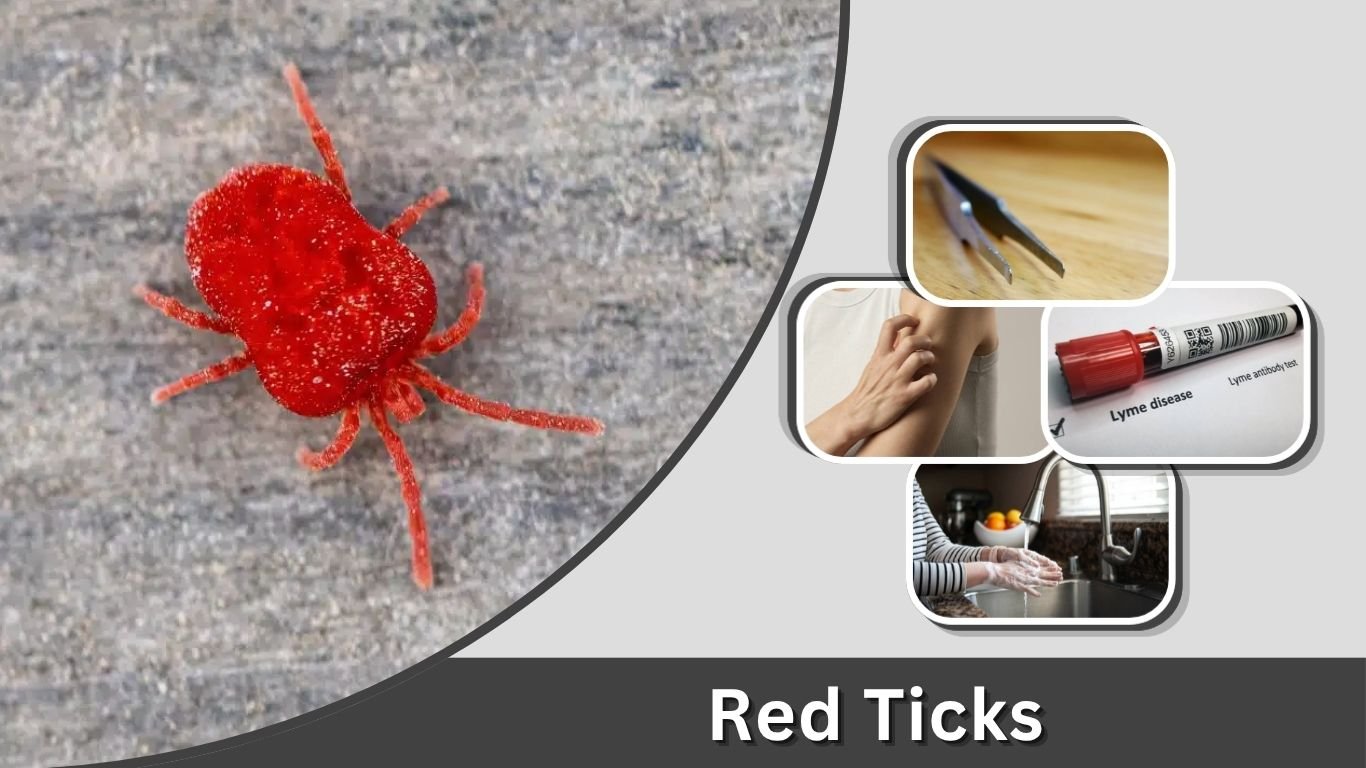 Red Ticks: Identification, Dangers, and Red Meat Allergy