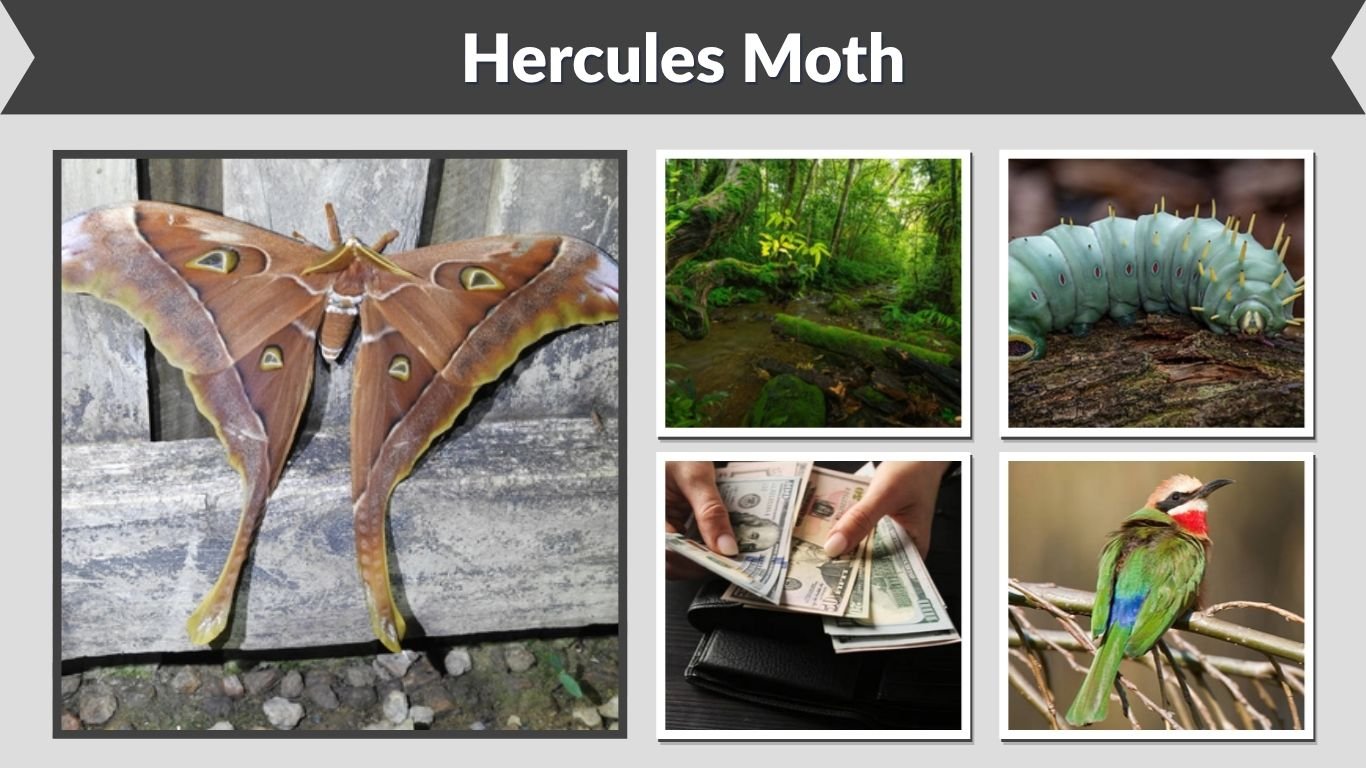 Hercules Moth: Size, Caterpillar, Lifespan and Facts