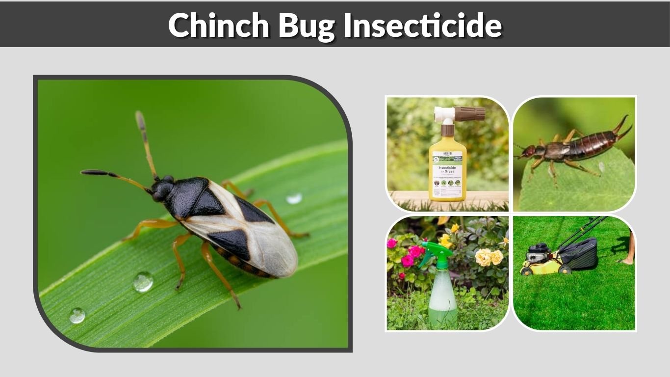 Chinch Bug Insecticide: Best Treatments for Lawn Control