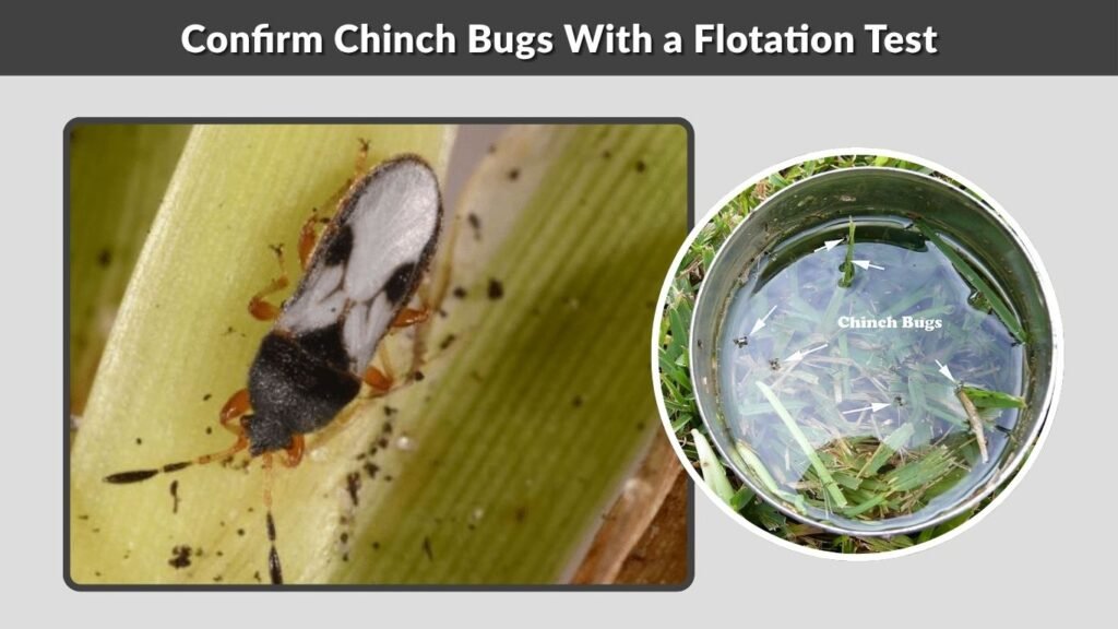 Confirm Chinch Bugs With a Flotation Test