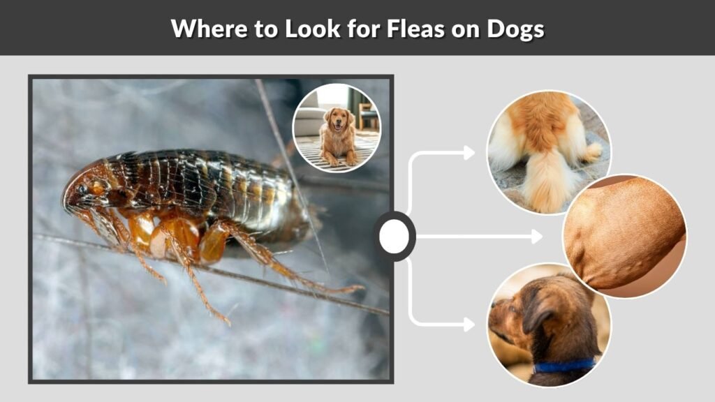 Where to Look for Fleas on Dogs