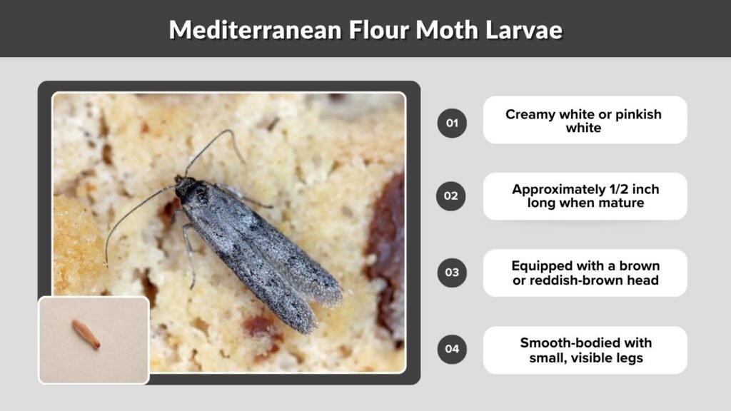 Mediterranean Flour Moth Larvae
