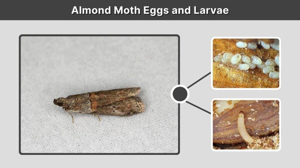 Almond Moth Eggs and Larvae